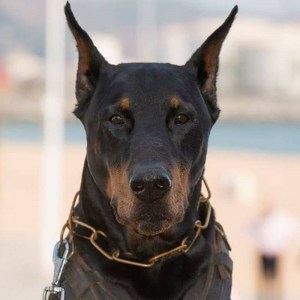 Цепочка-удавка Herm Sprenger для добермана «Control Dog»